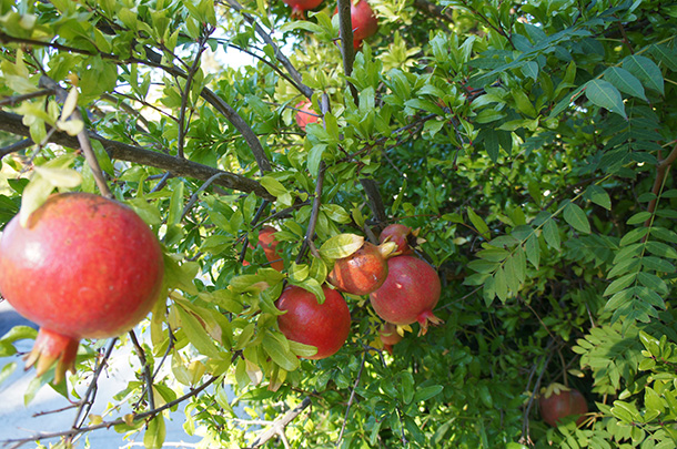 pomegranate-088